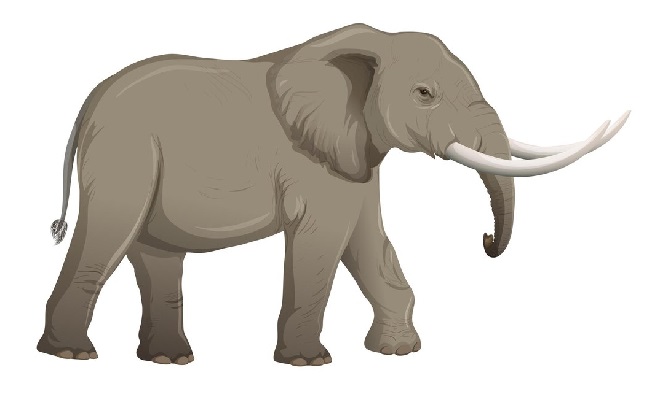 معنی elephant | عکس elephant | عکس فیل